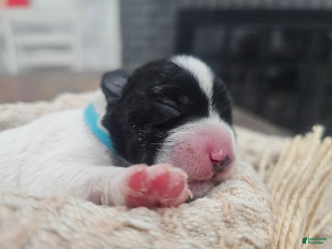 Miniature Schnauzer dogs for sale: Blue - Ad 1