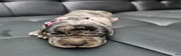 Cane Corso dogs for sale: Sentinel Soul Maybach-Solid Blue (North American Mastiff) - Ad 8