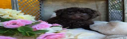 Toy Poodle dogs for sale: Callie - Ad 9