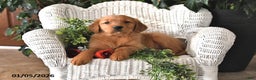 Golden Retriever dogs for sale: Kacey - Ad 2