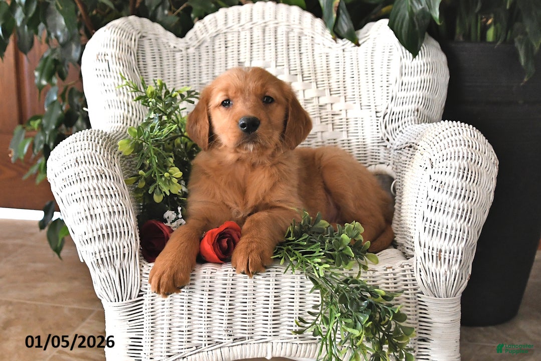Golden Retriever dogs for sale: Kacey - Ad 2