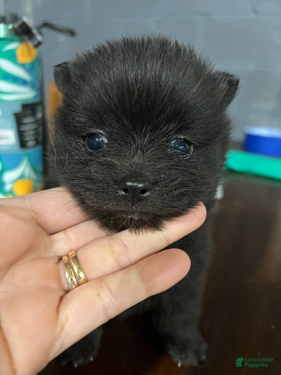 Pomeranian dogs for sale: Pomeranian Puppy 2 - Ad 1