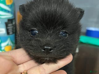 Pomeranian dogs Pomeranian Puppy 2 - Ad 9