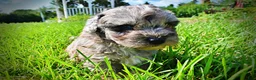 Havapoo dogs for sale: Huggles - Ad 10