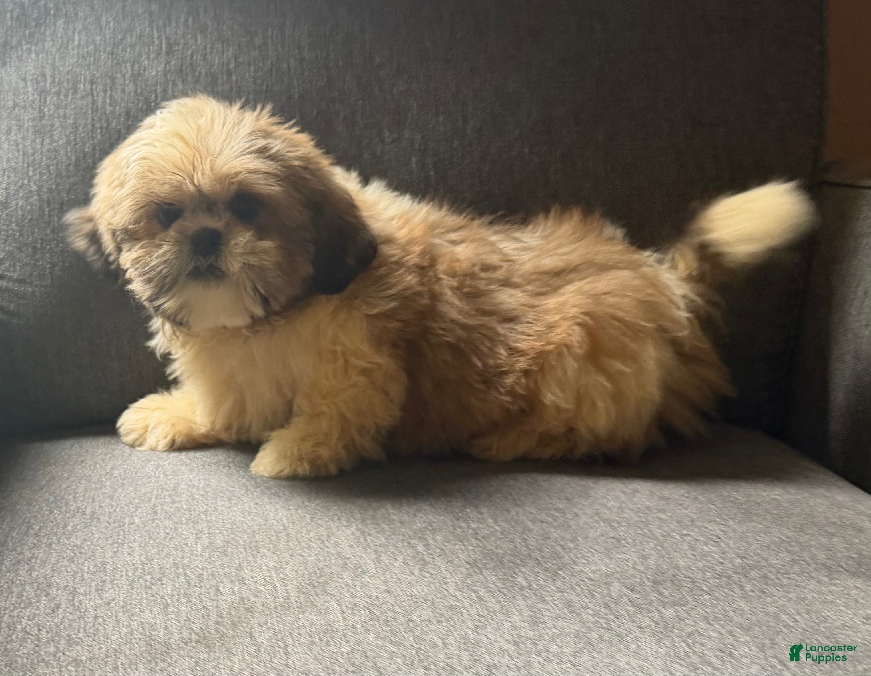 Shih Tzu dogs Shih Tzu 1 - Ad 1