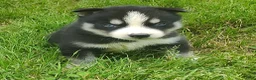 Siberian Husky dogs for sale: Sonya's male 5 - Ad 10