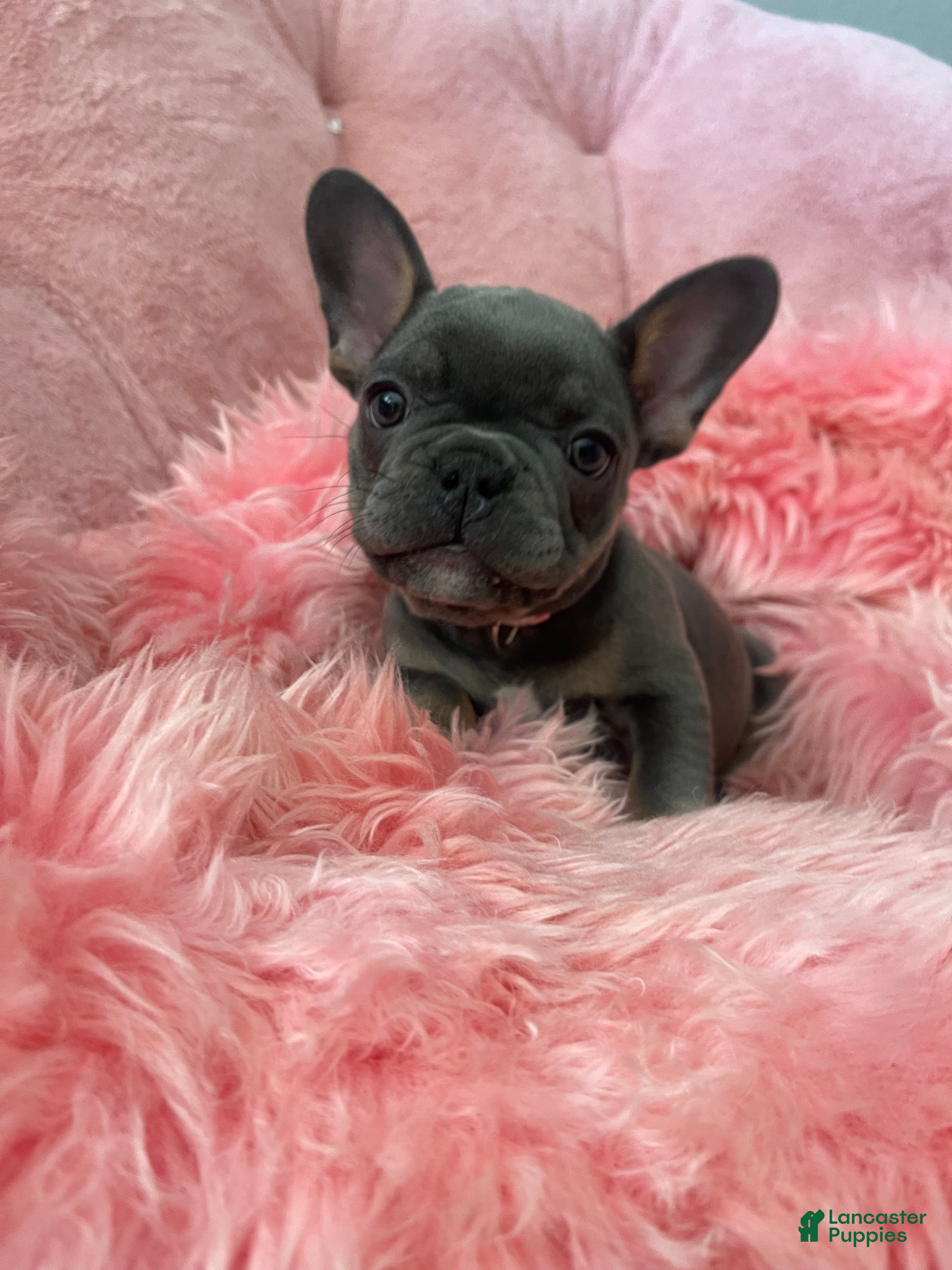 French Bulldog dogs for sale: Blossom - Ad 3