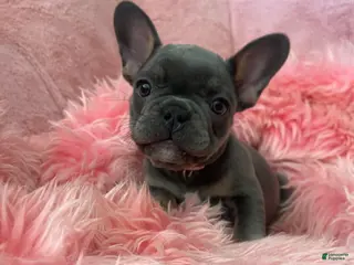 French Bulldog dogs for sale: Blossom - Ad 3