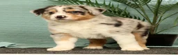 Miniature Australian Shepherd dogs for sale: Jake - Ad 4