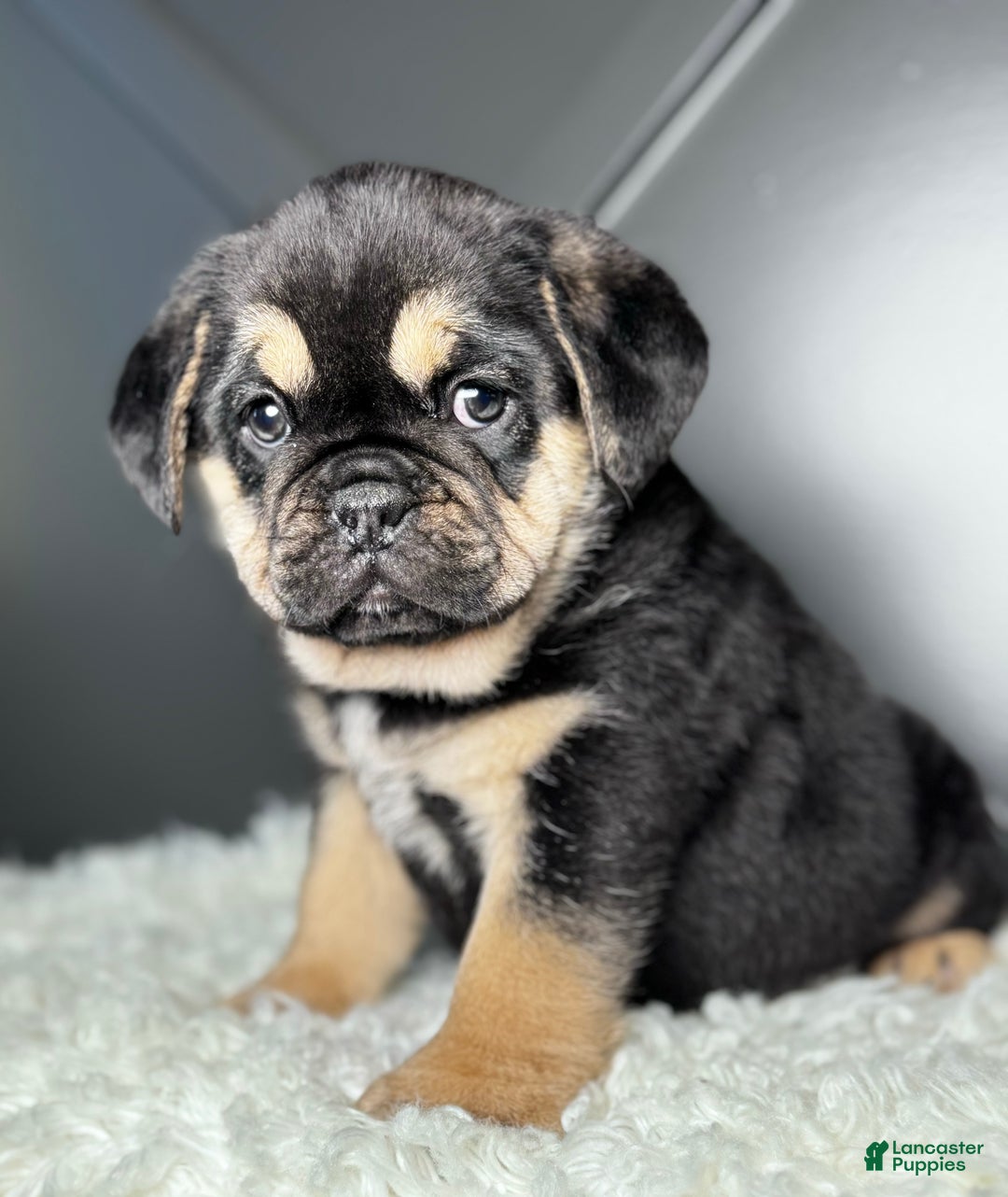 Mixed Breed dogs for sale: Hazel  - Ad 3