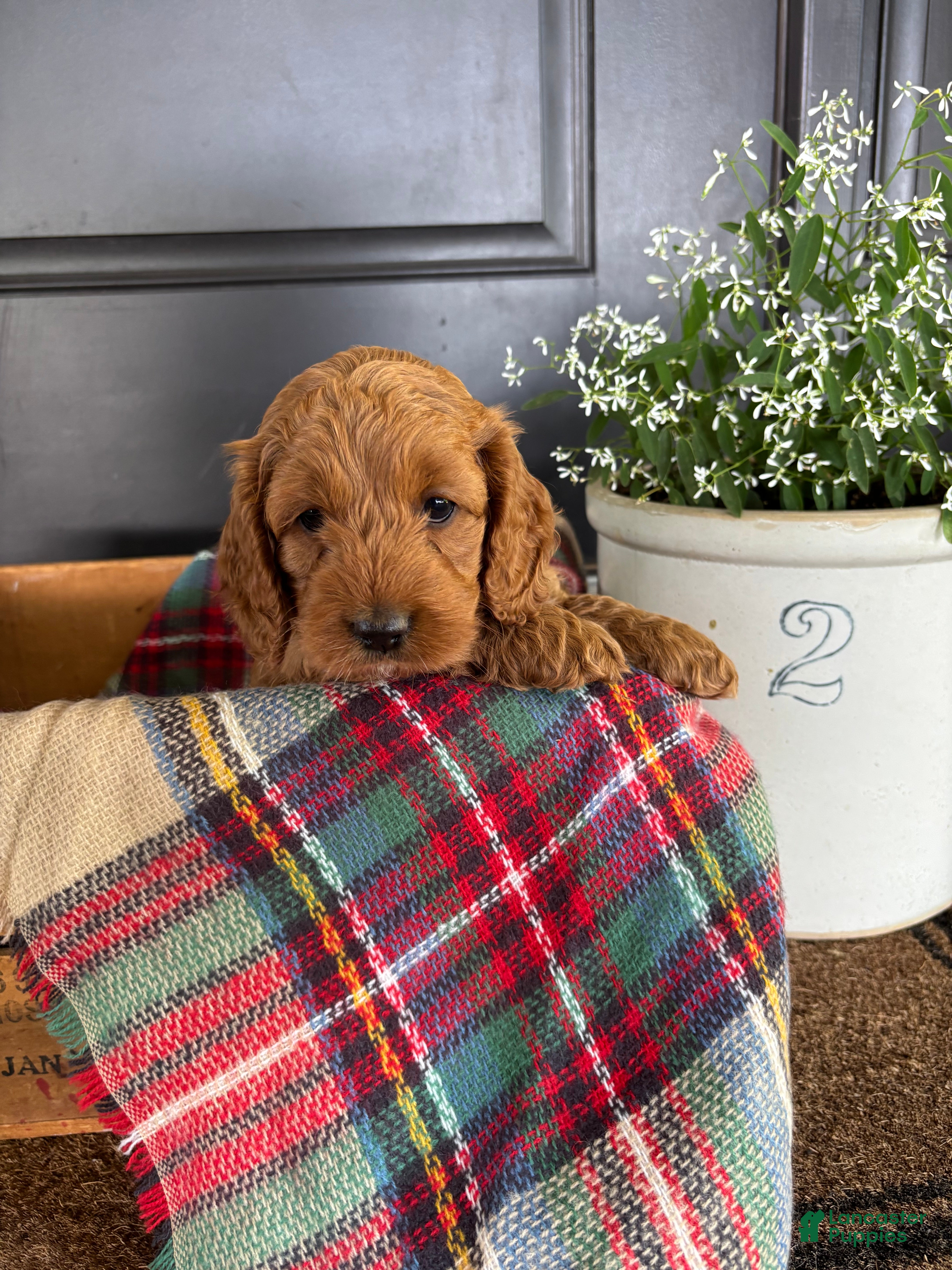 Cockapoo dogs for sale: Timber - Ad 3