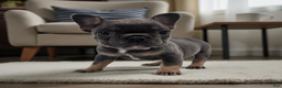 French Bulldog dogs for sale: Roxie  - Ad 3