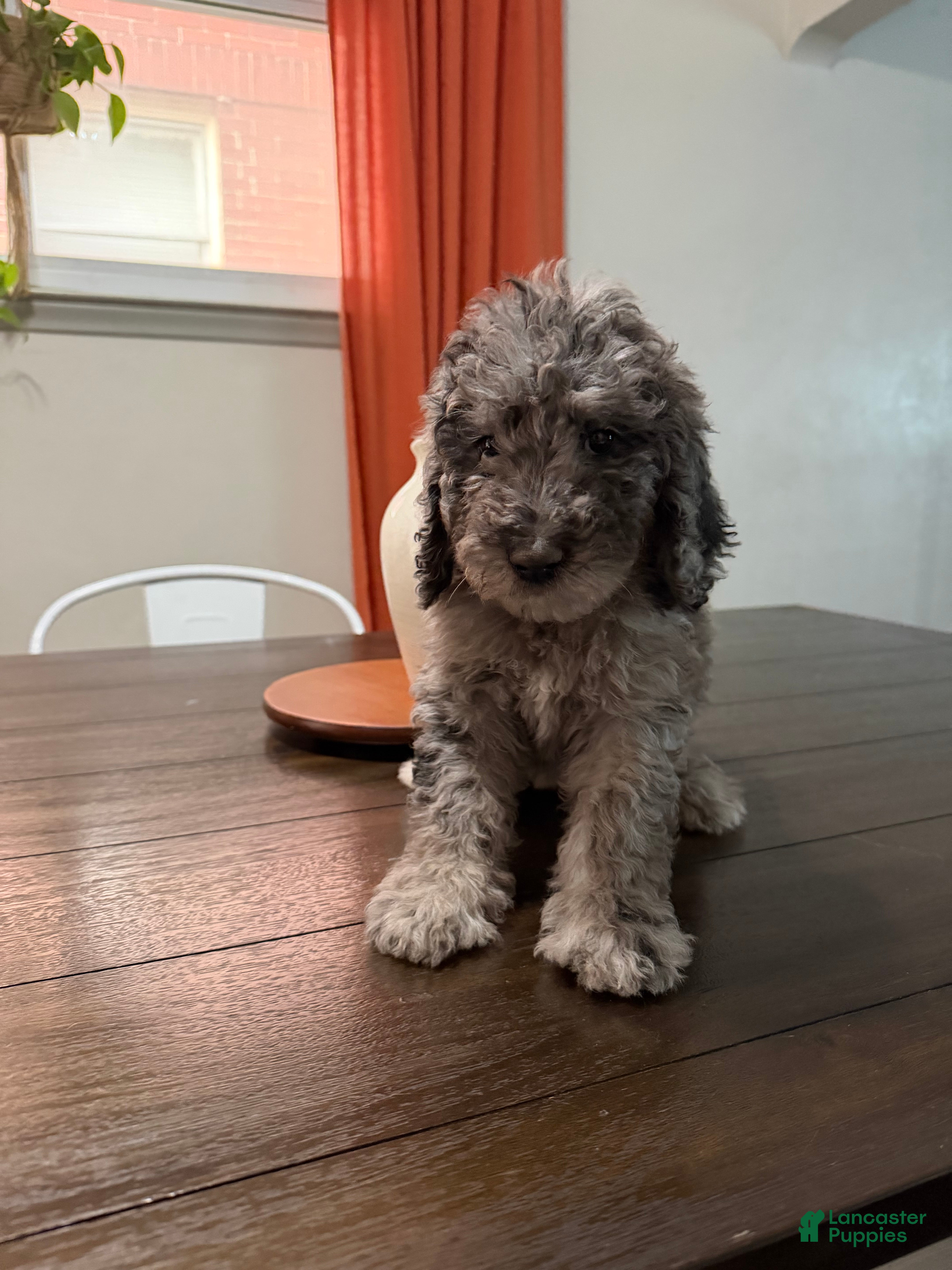 Labradoodle dogs Esmeralda - Ad 5