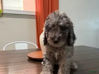 Labradoodle dogs Emma - Ad 28