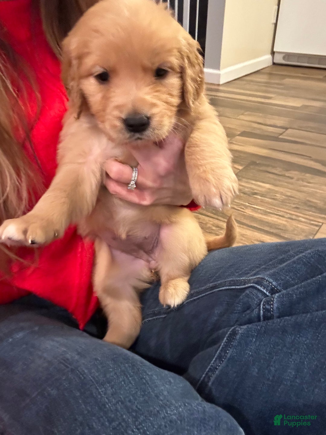 Golden Retriever dogs for sale: Golden Retriever litter of 8 puppies - Ad 4