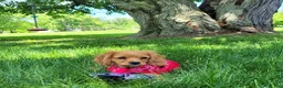 Cavapoo dogs for sale: Cavapoo Puppy 3 - Ad 2