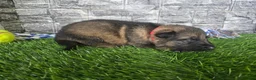 German Shepherd dogs for sale: German Shepherd 2 - Ad 2