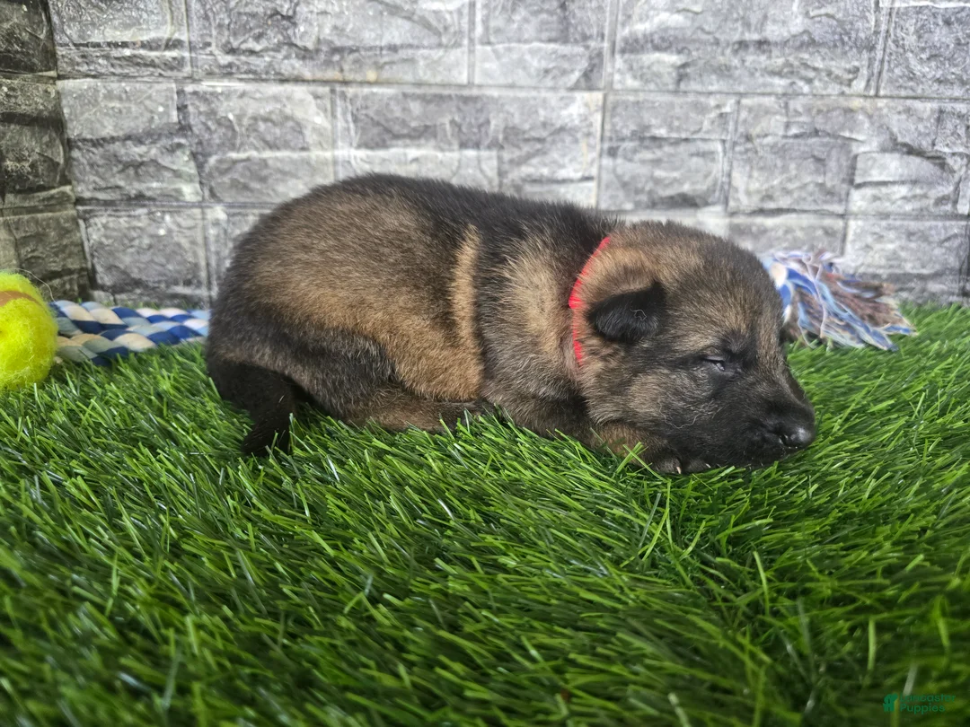 German Shepherd dogs for sale: German Shepherd 2 - Ad 2