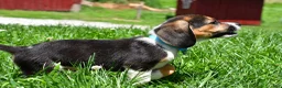 Beagle dogs for sale: Ved - Ad 7