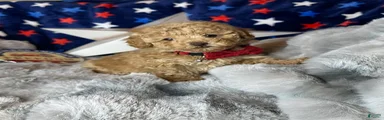 Yankee-Doodle