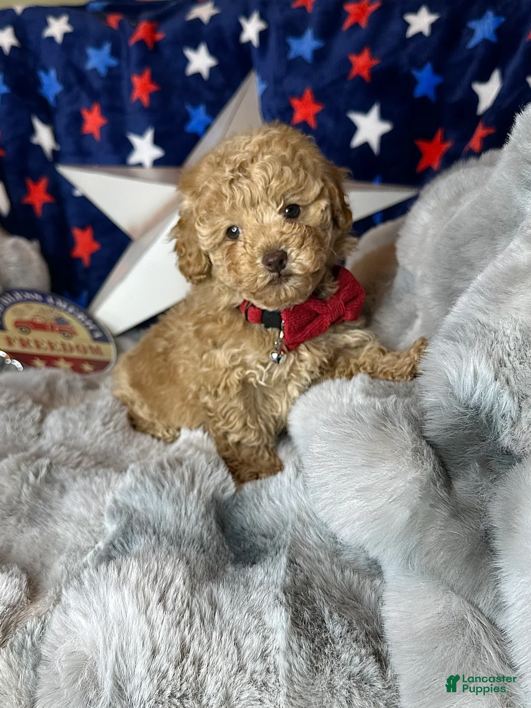 Toy Poodle dogs for sale: Yankee-Doodle - Ad 1