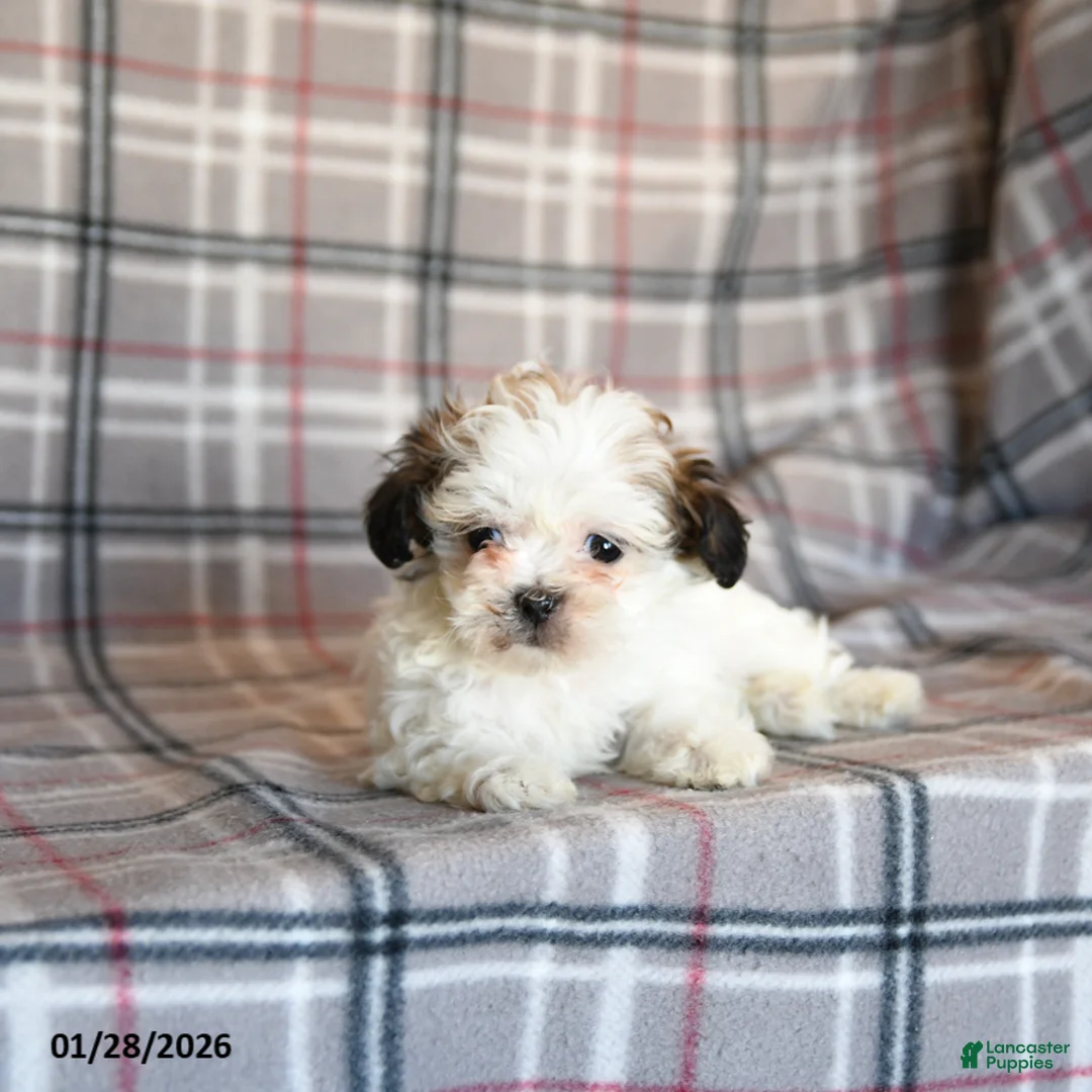 Mixed Breed dogs for sale: Quacks - Ad 1