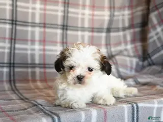 Mixed Breed dogs Quacks - Ad 20