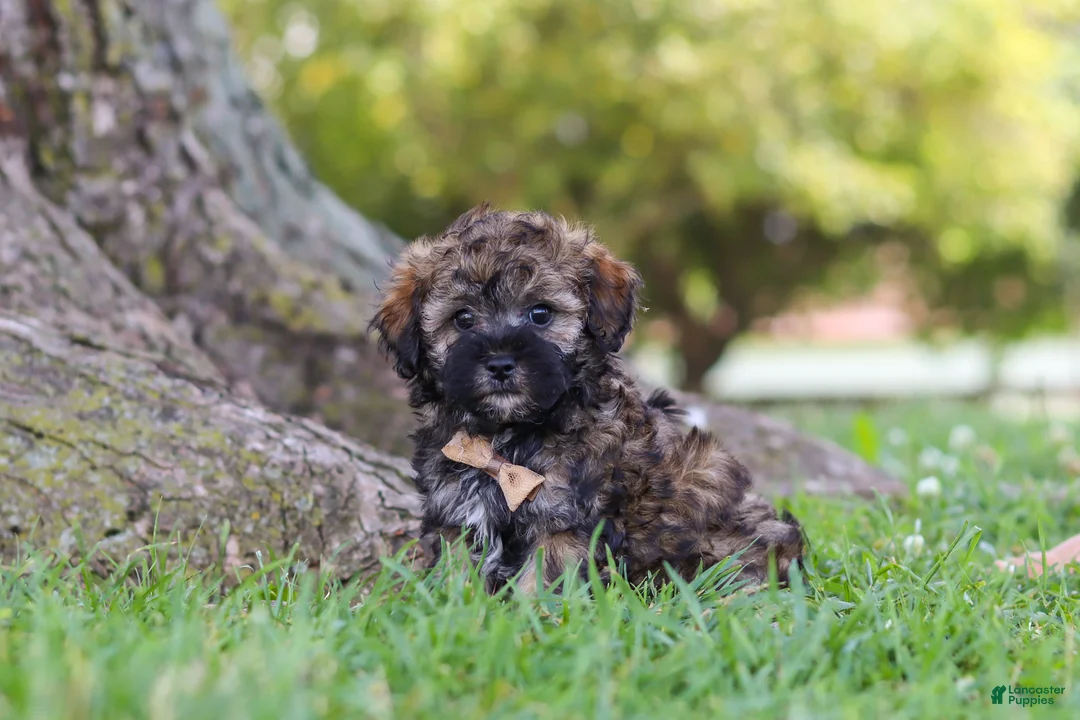 Maltipoo dogs for sale: Chip - Ad 1