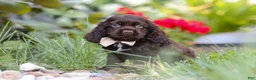 Cocker Spaniel dogs for sale: Denver - Ad 8