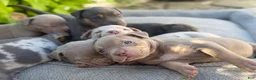 American Bully dogs for sale: Milly - Ad 20