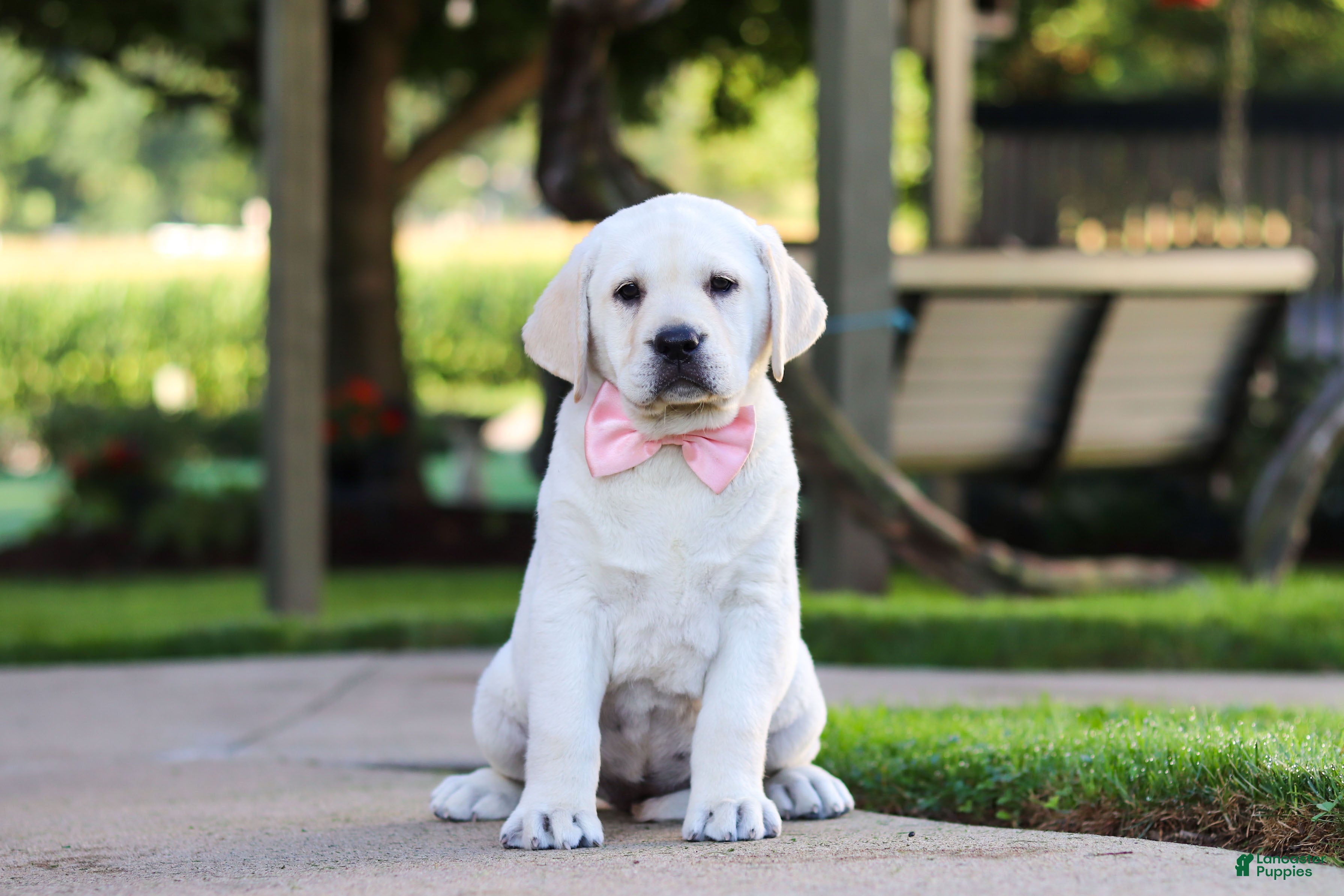 Labrador Retriever dogs Kathy - Ad 1