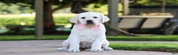 Labrador Retriever dogs for sale: Kathy - Ad 1