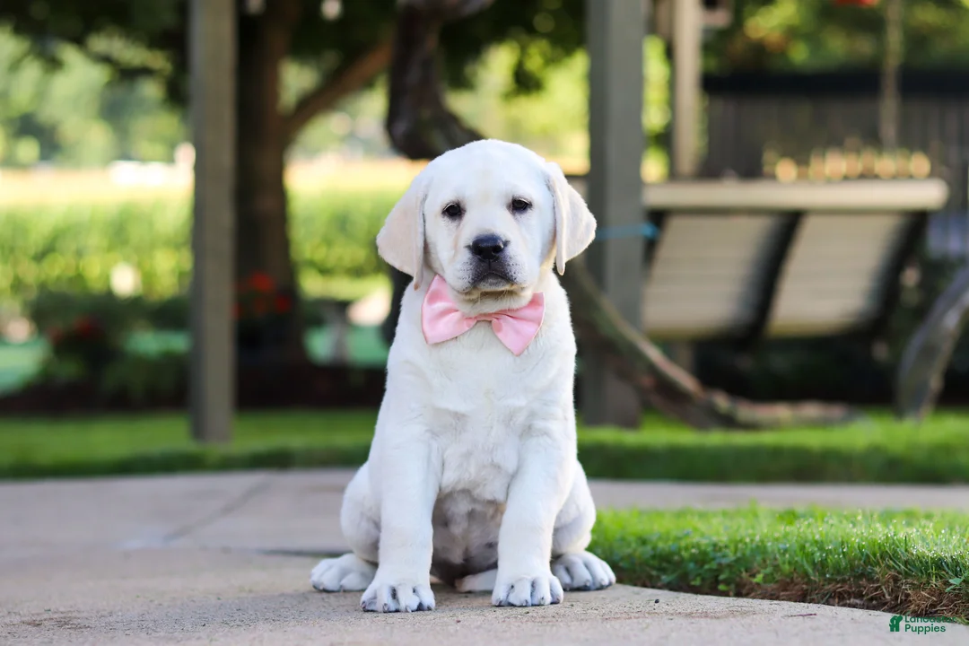 Labrador Retriever dogs for sale: Kathy - Ad 1