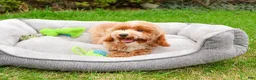 Miniature Poodle dogs for sale: Rhett  - Ad 2