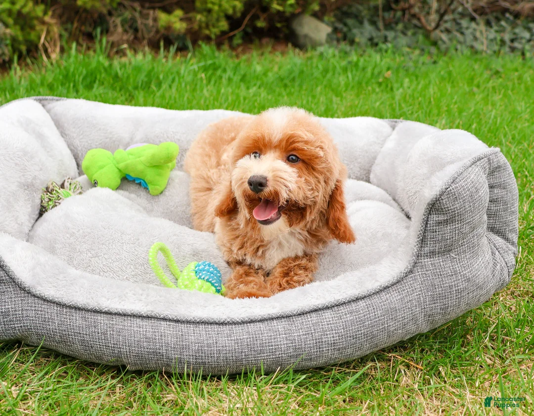Miniature Poodle dogs for sale: Rhett  - Ad 2