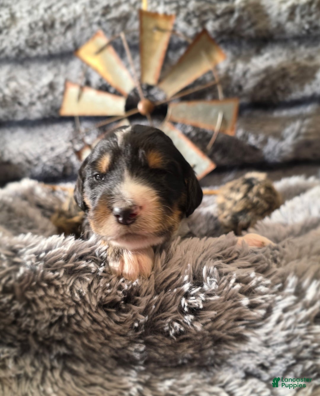 Bernedoodle dogs for sale: Bernedoodle Puppy 3 - Ad 1