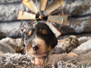 Bernedoodle dogs Bernedoodle Puppy 3 - Ad 19