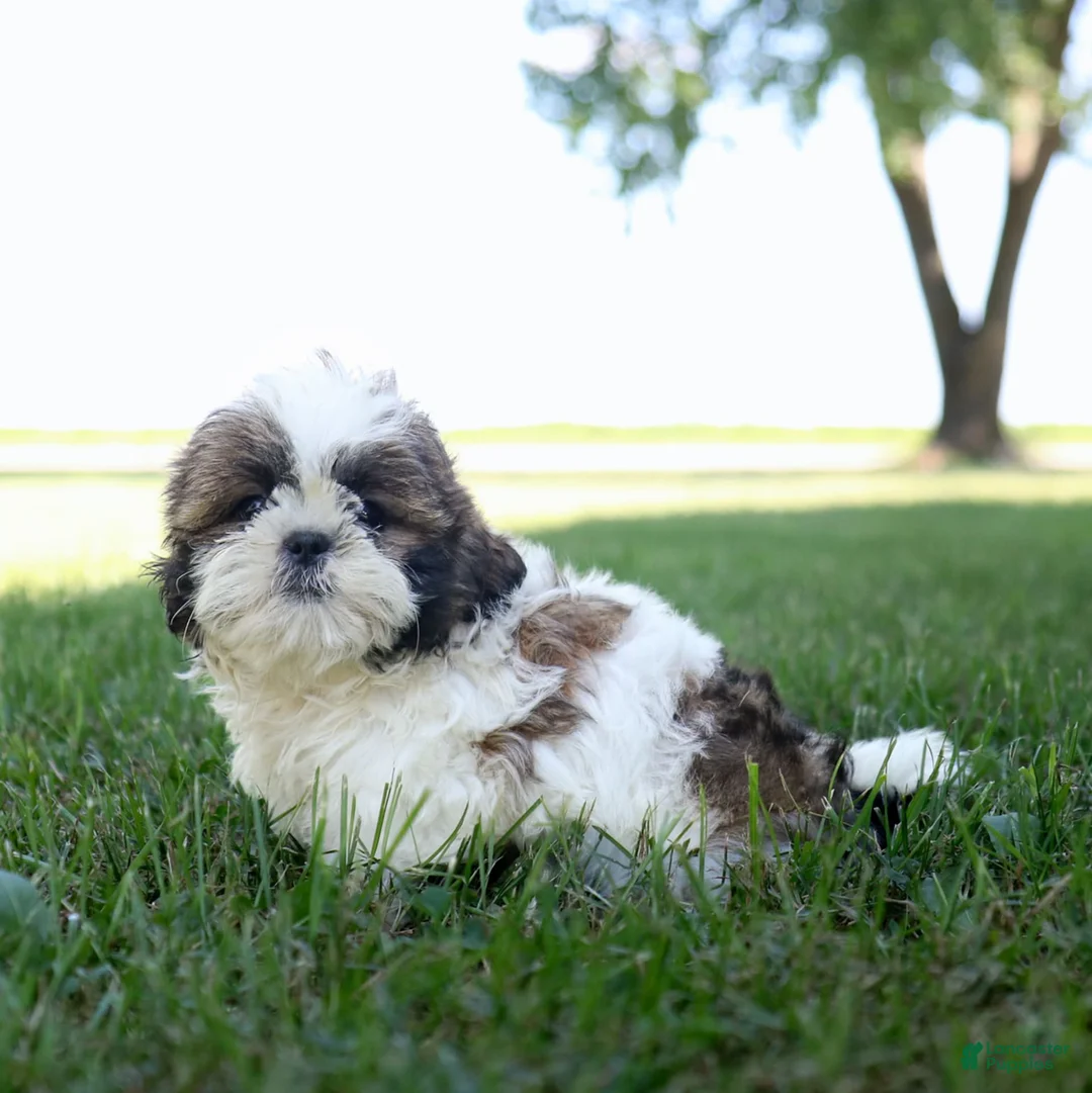 Shih Tzu dogs for sale: Cash - Ad 9