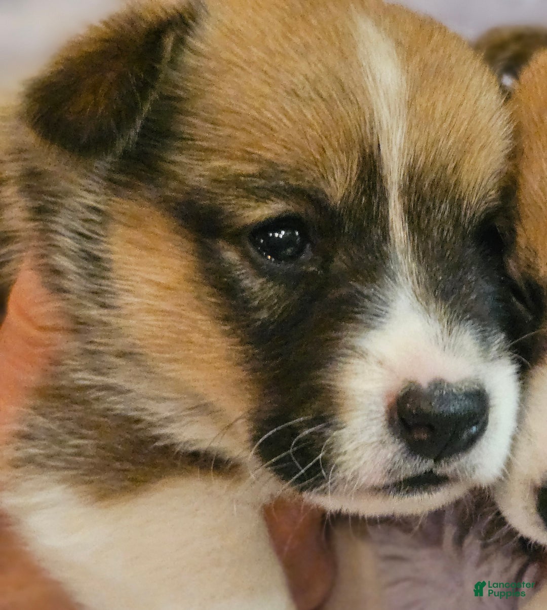 Mixed Breed dogs for sale: Paloma - Ad 5