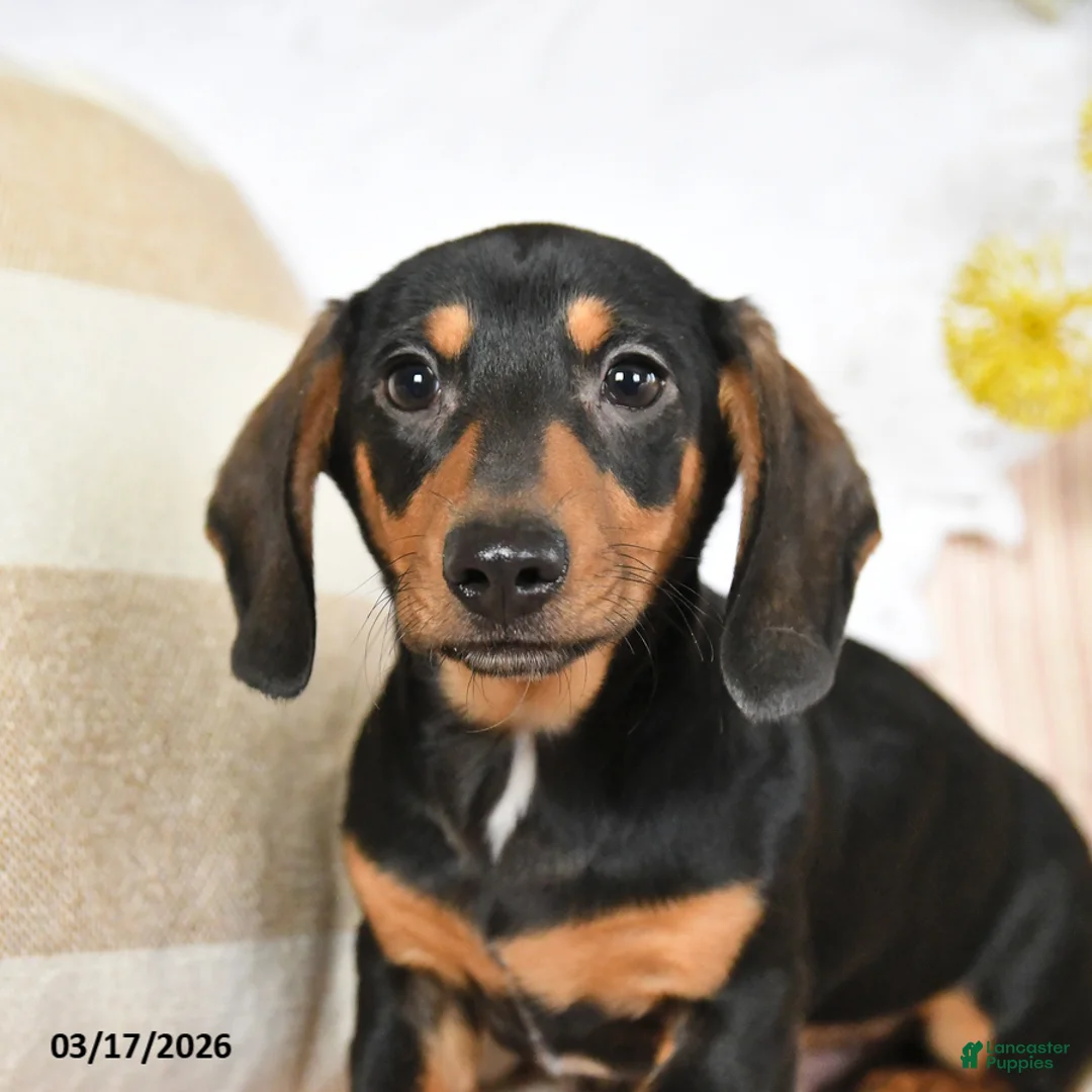 Dachshund dogs for sale: Malachi - Ad 2