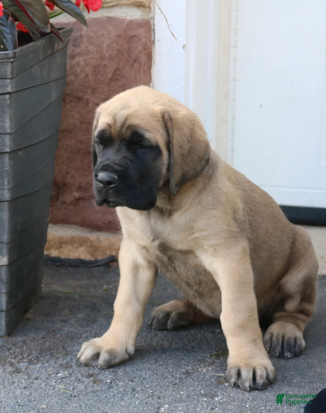 English Mastiff dogs for sale: Rose - Ad 2