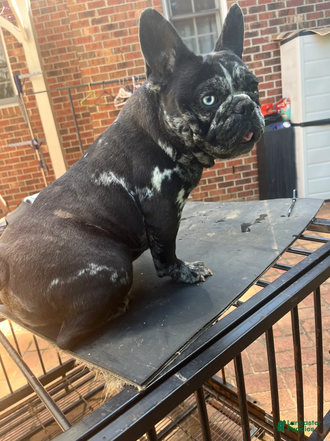 French Bulldog dogs for sale: French Bulldog Puppy 1 - Ad 2