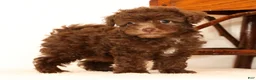 Havapoo dogs for sale: Dixie - Ad 5