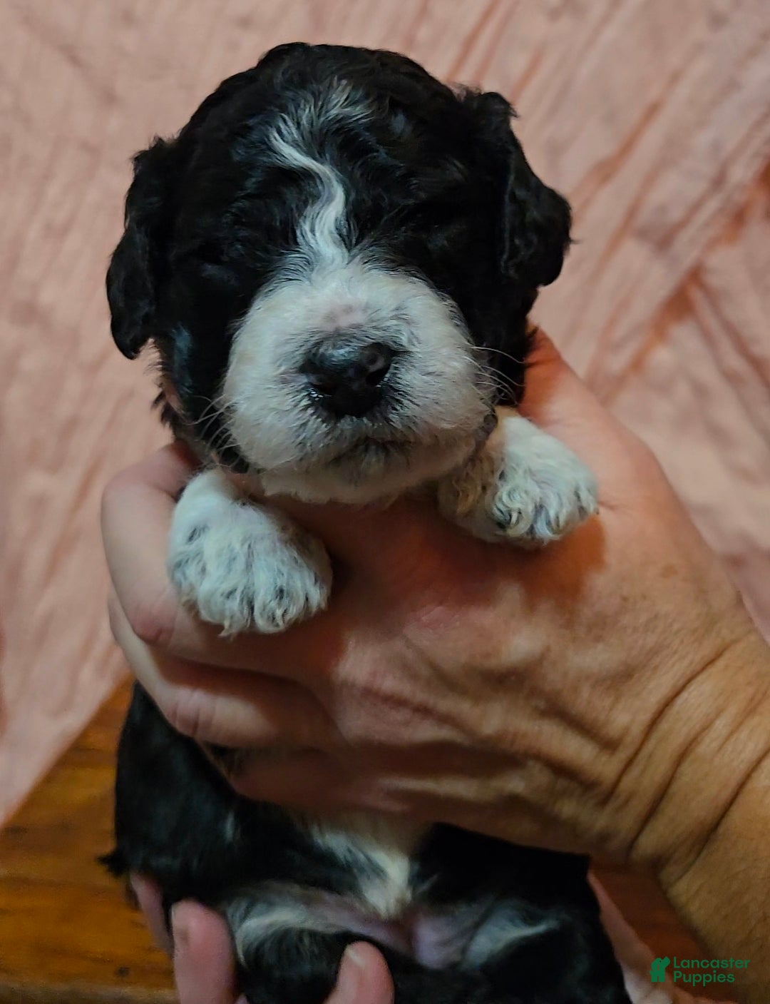 Mixed Breed dogs for sale: Adi - Ad 6