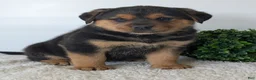 Mixed Breed dogs for sale: Finn - Ad 19
