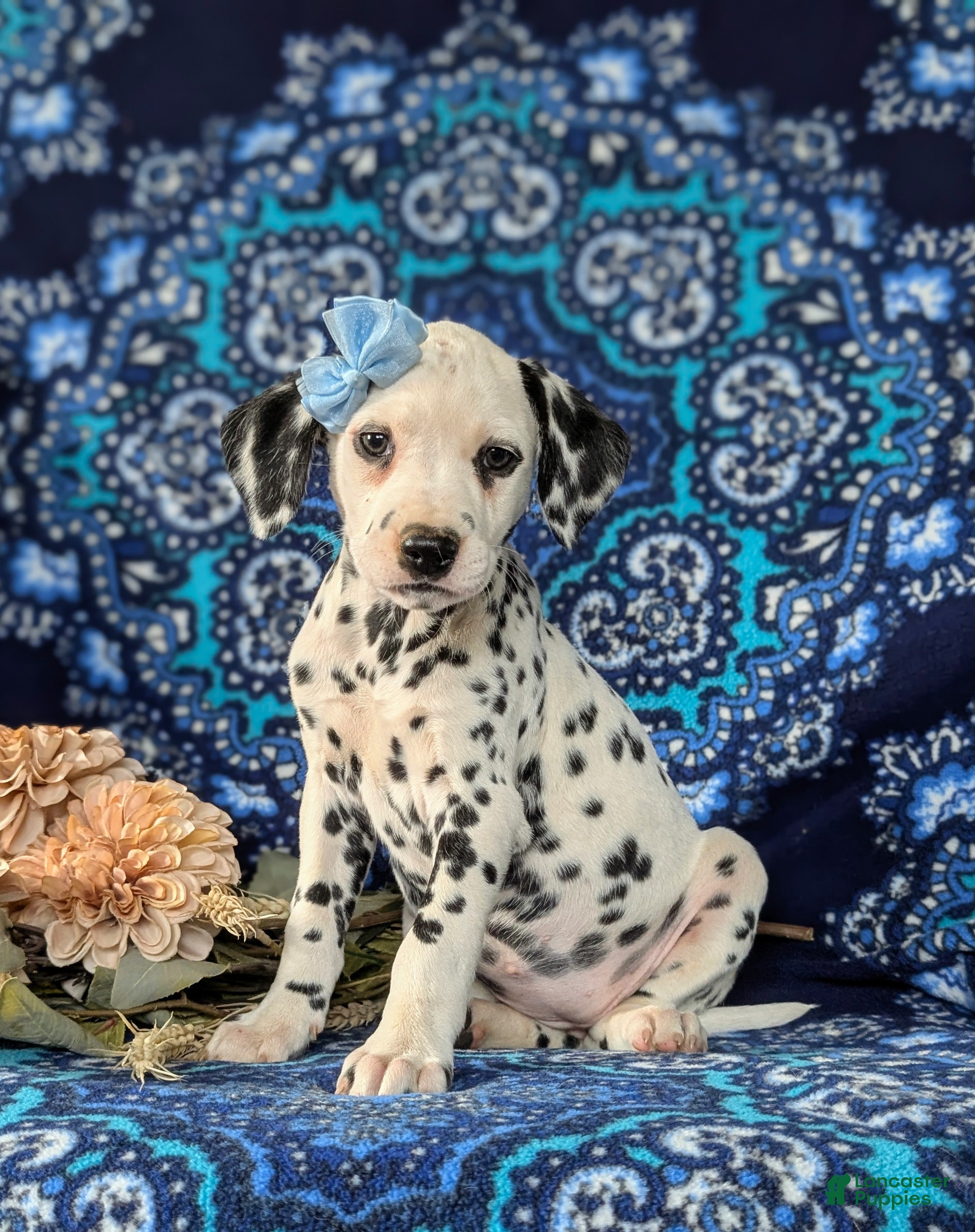 Dalmatian dogs Lainie - Ad 1