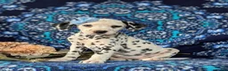 Dalmatian dogs for sale: Lainie - Ad 1