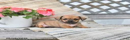 Chiweenie dogs for sale: Pearl - Ad 3