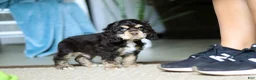 Cocker Spaniel dogs for sale: Charlie - Ad 1
