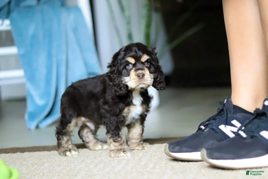Cocker Spaniel dogs for sale: Charlie - Ad 1